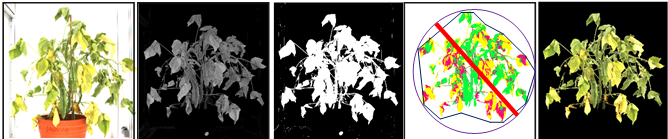 Plant Phenotyping - LemnaTec