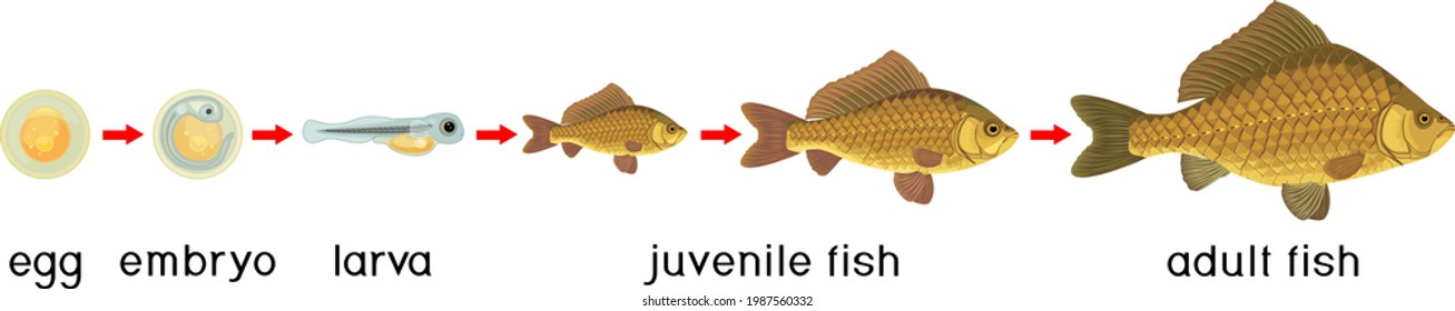3+ Hundred Fish Development Stages Royalty-Free Images, Stock Photos & Pictures | Shutterstock